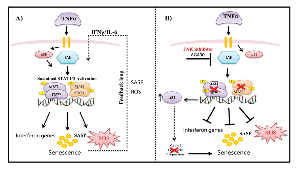 Model of mechanisms involved in TNFα-induced senescence of HUVECs. (A) TNFα activates JAK/STAT and p38 signaling pathways, which mediate increased expression of STAT1/3 phosphorylation. Activation of the JAK pathway leads to persistent phosphorylation of STAT1/3 signaling, which together with ROS, interferon genes, and other SASP components, drives a positive auto-regulatory loop, leading to sustained inflammation and stable senescence. (B) Inhibition of STAT1/3 with the JAK inhibitor AG490 decreased ROS and IL-6 production and decreased expression of interferon response genes. On the other hand, blockade of STAT1/3 expression decreased S phase entry of cells and increased p21 expression, leading to senescence.