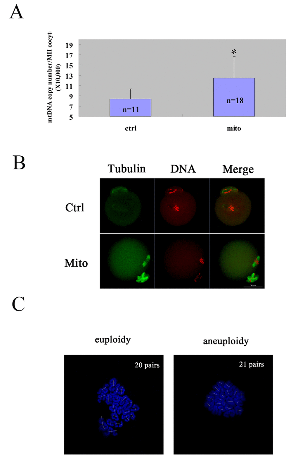 Improved oocyte quality of aged mice by autologous ADSC mitochondria supplement. The GV oocytes were collected from each mouse and microinjected with mitochondria extracted from its autologous ADSCs in HTF(Mito), and the GV oocytes in control group were microinjected with HTF(Ctrl). Then the oocytes were cultured to mature in vitro, and the matured MII oocytes were checked for mtDNA numbers, spindle/chromosome morphology and karyotype. (A) Increased mtDNA numbers in MII oocytes of aged mice after mitochondria supplement. The mtDNA number increased dramatically after autologous ADSC mitochondria supplement compared to the control [(12.47±4.16) X 104 VS (8.38±1.99) X 104)]. The numbers of MII oocytes measured were indicated. (B) Increased normal morphology of spindle and chromosomes in MII oocytes of aged mice after mitochondria supplement. Bar=50μm. (C) Decreased aneuploidy in MII oocytes of aged mice after mitochondria supplement. Bar=50μm.