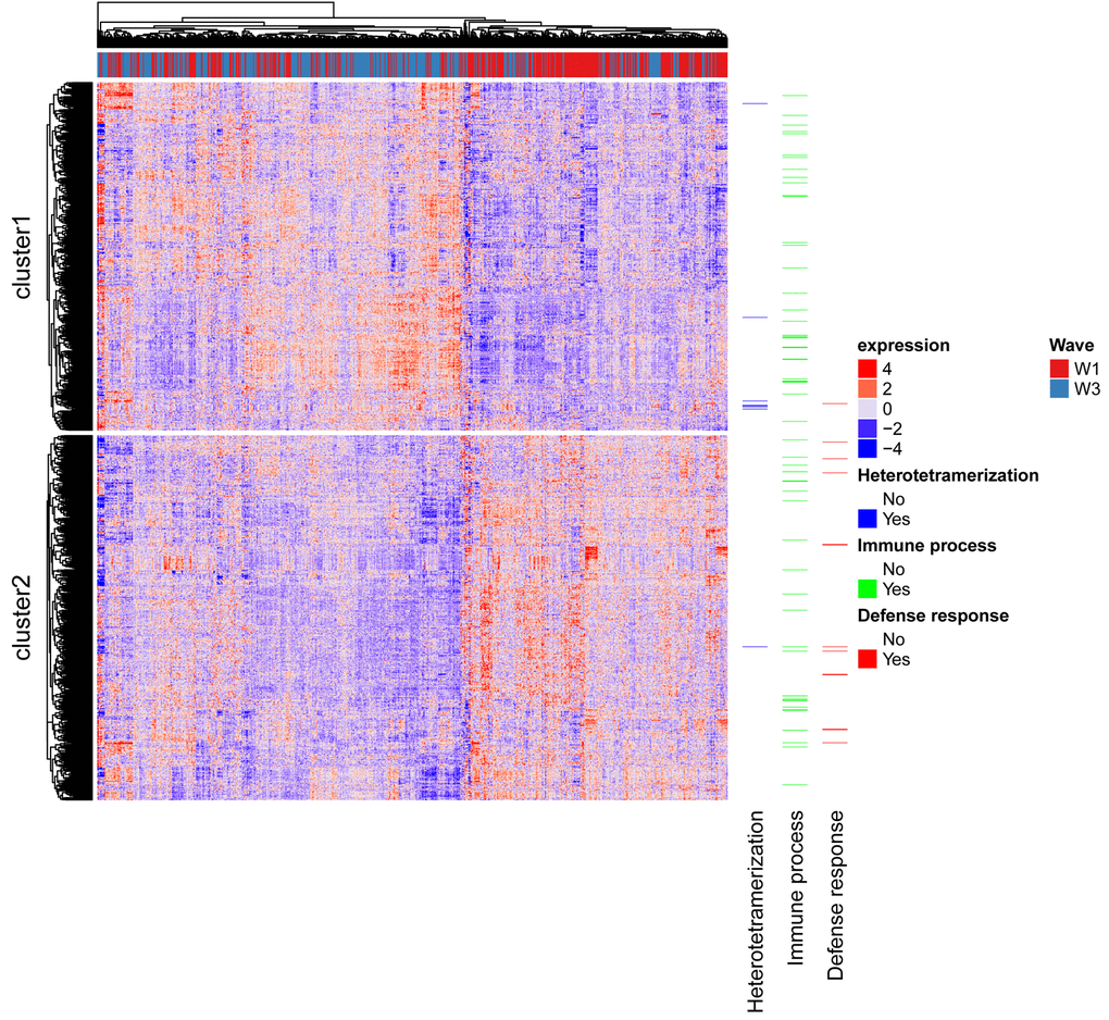 Heatmap of gene expression profiles across individuals. Rows are probes and columns are individuals with the red/blue bar along the top indicating to which wave the column corresponds. Genes linked to the top term identified in each GO analysis are shown.