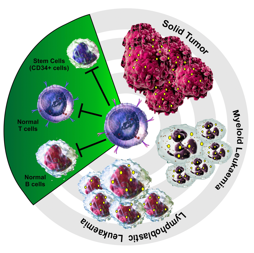 TERT-based adoptive cell therapy is an universal cancer immunotherapeutic approach. hTERT865-873-specific, TCR-engineered T-cells, as golden bullets, are able to selectively eliminate antigen positive (yellow spots) specific targets such as lymphoblastic and myeloid leukaemia cells and different solid tumor cells without affecting normal B and T lymphocytes as well as stem cells.