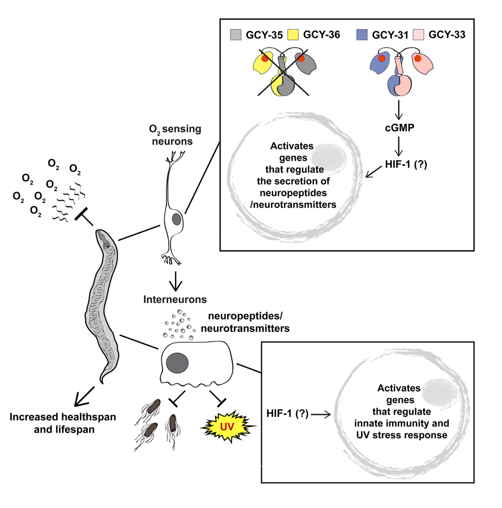 A schematic illustration presenting a model for the increased lifespan and healthspan of gcy-35(-);npr-1(-) animals. In the absence of gcy-35, the O2-sensing neurons AQR, PQR, and URX are not activated by O2. Our data suggest that GCY-31 and GCY-33 activate a HIF-1-dependent signalling pathway in which neuropeptide and neurotransmitter induce defence responses against bacteria and UV damage in remote tissues. Therefore, although the worm is in a hyperoxic environment, it can benefit from defences activated by hypoxia signalling. The question mark represents our uncertainty about the tissues/cells in which HIF-1 activity is required.