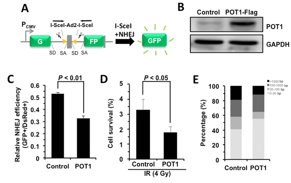 POT1 promotes NHEJ fidelity but inhibits NHEJ efficiency. (A) Schematic picture of NHEJ reporter cassette. The reporter and the cell line harboring it are as previously described [7,24]. (B) Expression of FLAG-tagged POT1. (C) The effect of POT1 overexpression on NHEJ efficiency. The NHEJ-I9a was transfected with POT1 vector, I-SceI vector and DsRed for normalizing transfection efficiency using Lonza 4D machine. On day 3 post transfection, cells were harvested for FACS analysis. (D) Overexpressing POT1 sensitizes HCA2-hTERT cells to X-Ray. POT1 overexpressing cells were treated with X-Ray at 4 Gy, and then harvested, reseeded to plates at different numbers. On day 14 post IR, cells were stained with Commassie solution and colonies with at least 50 cells were counted. Cell survival was calculated as the ratio of the relative plating efficiencies of X-Ray treated versus control cells. (E) Analysis of NHEJ fidelity. The method is as previously reported [25]. At least forty clones were used for junction sequencing. bp: base pairs.