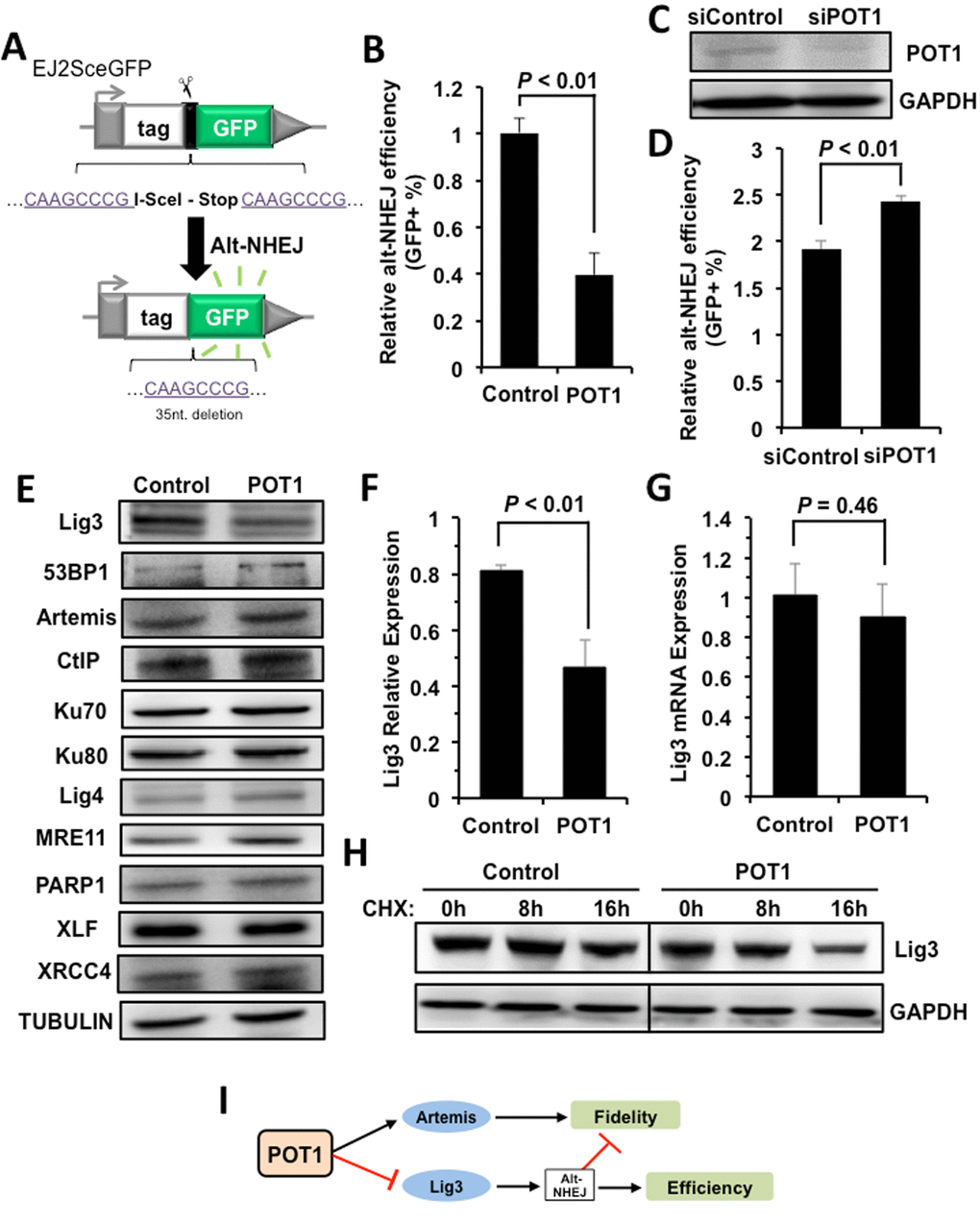 POT1 inhibits alt-NHEJ efficiency and promotes the degradation of Lig3. (A) Schematic diagram of EJ2-GFP for analyzing the alt-NHEJ efficiency. The mechanism of the reporter cassette is as previously described [6]. (B) Overexpression of POT1 inhibits alt-NHEJ efficiency. The reporter construct was digested with I-SceI restriction enzyme in vitro, followed by being transfected to HCA2-hTERT cells together with a control vector or a plasmid encoding POT1. On day 3 post transfection, cells were harvested for FACS analysis. (C) and (D) Mildly knocking down POT1 in HeLa cells significantly stimulates the alt-NHEJ efficiency. HeLa cells were transfected with siRNA against POT1 twice with two days interval, followed by a transfection of I-SceI linearized EJ2-GFP reporter. On day 3 post transfection, cells were harvested for FACS analysis. (E) Expression of important NHEJ factors in the absence or presence of POT1 overexpression. (F) Quantification of Lig3 expression using ImageJ software. The relative expression of Lig3 is calculated as the ratio of Lig3 expression versus TUBULIN. (G) Lig3 expression was not affected at transcriptional level in POT1 overexpressing cells. At 24 h post POT1 transfection, cells were harvested for mRNA extraction. Then Quantitative PCR analysis was performed with primers indicated. The primers used for q-PCR of Lig3 are as follows: Forward: 5’- TATGGCACGGGACCTAG -3’, Reverse: 5’- CTGTTGCTGCTCATCCTC -3’. The primers used for q-PCR of GAPDH are as follows: Forward: 5’ATGACATCAAGAAGGTGGTG3’, Reverse: 5’CATACCAGGAAATGAGCTTG3’. The transcript level of Lig3 was determined using delta CT method [38]. (H) POT1 overexpression promotes Lig3 degradation. 293FT cells with a control vector or a vector encoding POT1 transfected were treated with cycloheximide (CHX) at 50 μg/ml. At different time points post the treatment, cells were harvested for Western blot analysis. (I) The model of POT1 regulating DNA DSB repair at non-telomeric regions.