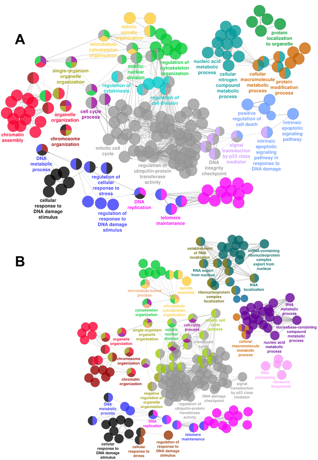 mRNAs differentially expressed upon HUVEC exposure to H2O2. Gene Ontology enrichment analysis of the transcriptomic changes induced by HUVEC treatment with H2O2 as assessed by rRNA-depleted RNA-sequencing. Circles represent specific ontology terms or KEGG pathways that were significantly enriched in the list of differentially expressed genes after 16 hrs (A) or 36 hrs (B) of H2O2 treatment (n= 3). Edges represent term connections within the ontology tree and colors highlight terms correlated in meaning. Terms are captioned if they are the most significant of the group or if they show a biological meaning connected to the system under analysis.