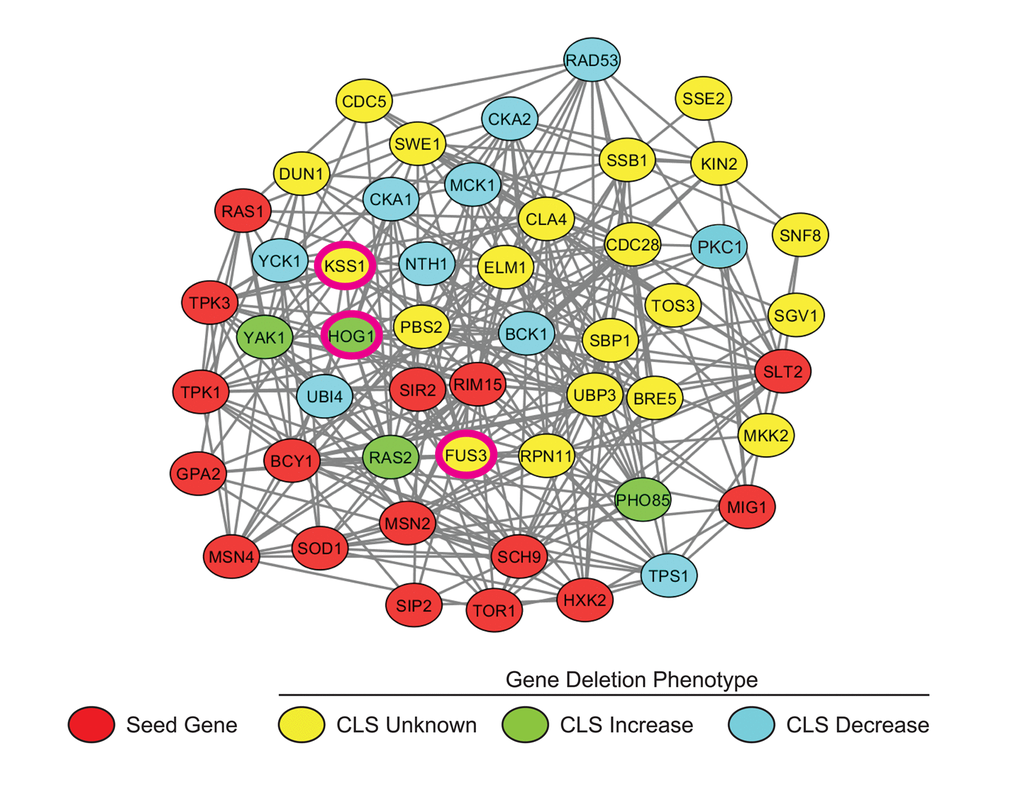 Subnetwork of yeast aging genes. A subnetwork was extracted from the yeast whole genome network, YeastNetv2, using the network analysis tool GeNA. The network topology was displayed using Cytoscape and shows the top 50 genes/proteins highly associated with documented age-affecting seed genes. Seed genes (Red); CLS increased (Green); CLS decreased (Blue). MAPKs FUS3, KSS1, and HOG1 are indicated by pink borders.