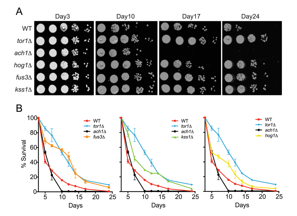 Cells lacking FUS3 or KSS1 exhibit elongated lifespan. (A) Qualitative CLS was assayed for the indicated yeast strains at days 3, 10, 17, and 24 growing in SD medium with 2% glucose. 10-fold serial dilutions of each CLS culture were spotted (5 μl) onto rich media (YPD) agar plates and grown for 48 hours at 30oC followed by image capture on a flatbed scanner. (B) Quantitative CLS (qCLS) measurements from cultures treated as in A. Percent survival was calculated based on the outgrowth curves obtained from 24hr growth of cultures in microtiter plates (see Materials and Methods). Error bars represent standard deviation across 3 analytical replicate experiments. For clarity, growth curves are separated to highlight fus3Δ (left); kss1Δ (middle); and hog1Δ (right) as well as controls for wild type lifespan (WT), increased (tor1Δ) and decreased (ach1Δ) lifespan.