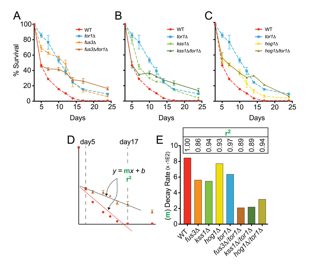 FUS3 and TOR1 interact genetically to control CLS. (A-C) qCLS assay comparing the survival decay of mapkΔ/tor1Δ double deletion strains versus wild type and single gene deletion strains (overlaid from Figure 2, conducted on same plates). (D) Relative rates of survival decay from day5 to day17 were calculated using the slope value from linear regression analysis for each indicated strain. (E) The slope of the model (bars) and the coefficient of determination (r2) value representing the model fit (inset numbers) are shown to indicate the difference in relative decay rates of WT, single, and double gene deletion strains. Error bars throughout the figure represent the standard deviation across 3 analytical replicate experiments.