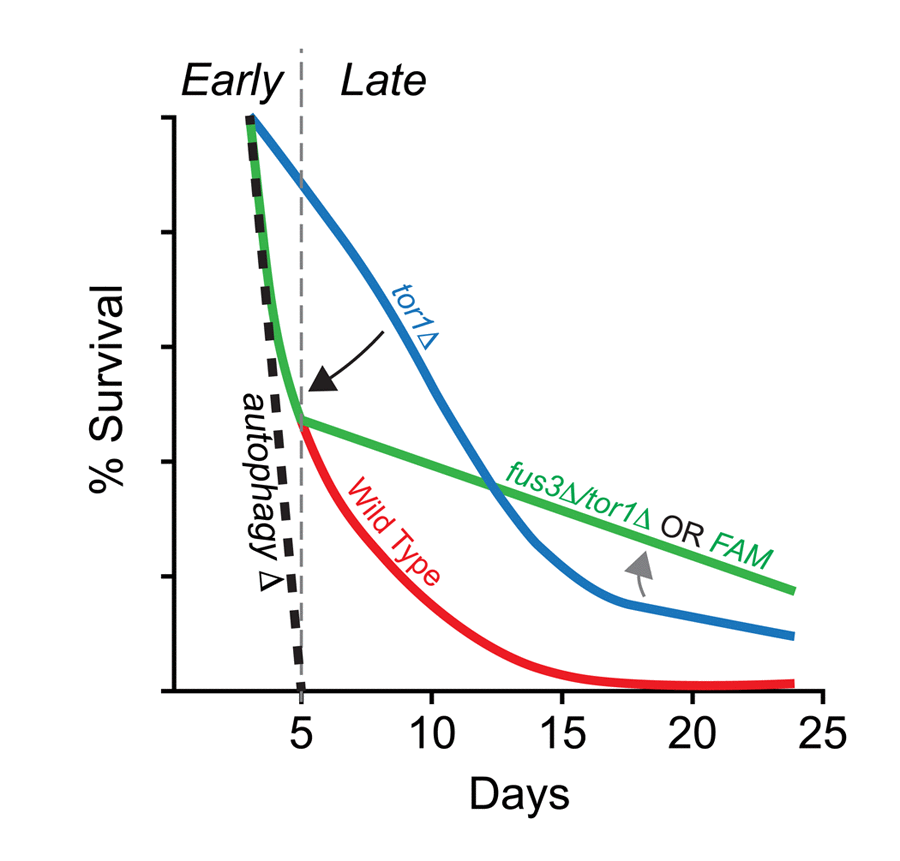 Summary of the combined effects of FUS3 and TOR1 on CLS in yeast. (A) Diagram indicating the dynamic CLS response of mapkΔ and tor1Δ cells. The elongated lifespan of tor1Δ cells is dependent on the ability of cells to carry out autophagocytosis, since cells lacking a functional autophagosome (e.g. atg1Δ) die rapidly, regardless of the functional activity (or presence) of Tor1 in cells. Thus, the elongated lifespan phenotype of tor1Δ cells can be nullified by autophagy-null mutations (e.g. atg1Δ; black dashed line) (taken from Alvers et al. [16]). Early in the CLS experiment, deletion of FUS3 (which is required for efficient autophagy [42]) has a similar effect by reducing the survival of tor1Δ yeast (fus3Δ/tor1Δ; black arrow). This effect is similar to the decay rate of wild type cells within the first week of the CLS experiment, which may or may not be coincidental. The effect is also not as extreme as is observed for autophagy nullification. In later stages of the CLS assay, fus3Δ/tor1Δ cells exhibit considerable change in decay rate, indicating a possible transition to another stage in which the balance between antagonistic autophagy regulators (as well as other CLS-controlling processes) shifts (grey arrow) in a manner that is not normally observed when both genes are present in wild type form. This two-stage response likely requires the ability of Fus3 to be activated by phosphorylation since substitution of Fus3 with Fus3T180A,Y182F (i.e. FAM) exhibits the same CLS response as deletion of both FUS3 and TOR1 together.