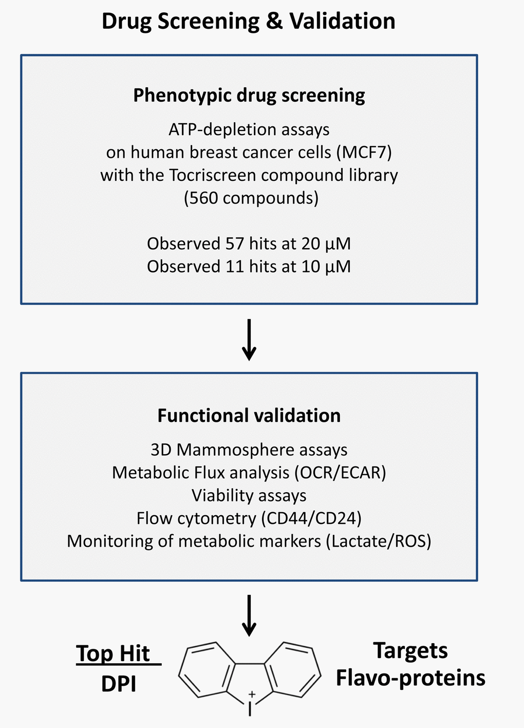 Diagram illustrating the main steps of our drug discovery work-flow. (i) Phenotypic drug screening. A sub-set of the Tocriscreen compound library was subjected to phenotypic drug screening, at a concentration of 20 µM. The screen was set up to specifically identify compounds which can functionally induce ATP-depletion, without inducing cell death. Subsequently, positive hits were re-screened at a lower concentration (10 µM). (ii) Functional validation. Hit compounds were then further validated using mammosphere assays (for assessing potential anti-cancer stem cell activity). Metabolic flux analysis (to determine specific effects on oxygen consumption), flow cytometry and viability assays were also carried out. (iii) Top hit compound. The structure of DPI (Diphenyleneiodonium chloride), the top hit compound, is shown. Importantly, DPI is known to functionally target flavin-containing enzymes, especially within mitochondrial complex I (NDUFV1/2/3) and II (SDHA), as well as the TCA cycle. DPI chemically reacts with and inactivates FMN (flavin mononucleotide).