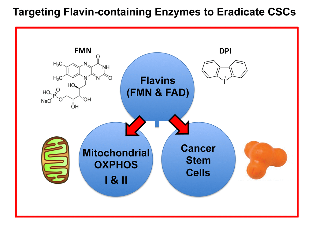 Targeting flavin-containing enzymes eradicates CSCs. Flavins (FMN, FAD and Riboflavin) have been independently used as markers for high mitochondrial OXPHOS or increased CSC activity. However, it remained unknown whether flavins were selectively required for CSC propagation. Here, we showed that DPI, which is known to specifically target flavin-containing enzymes, behaves as a powerful mitochondrial OXPHOS inhibitor and successfully eradicates CSCs with high potency, in the low nano-molar range. Therefore, these findings provide the first proof-of-concept that inhibiting flavin-containing enzymes is a new viable strategy for effectively targeting CSCs.