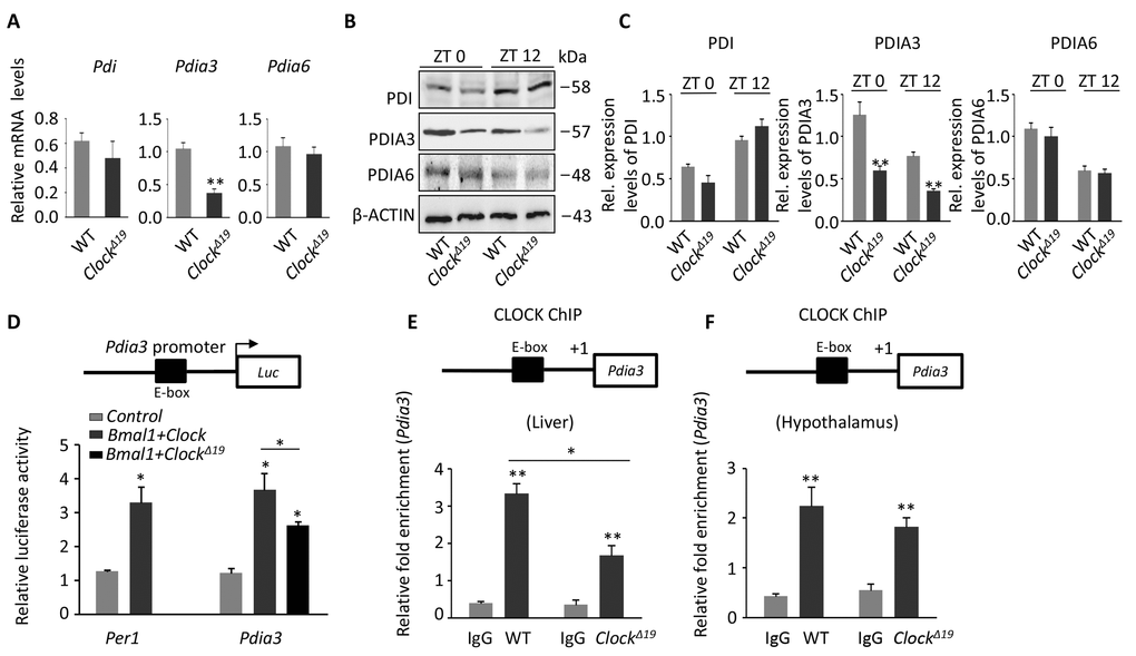 The loss of PDIA3 shows in Clock∆19 mice. (A) Relative expression assessed by qPCR of the PDI family genes (Pdi, Pdia3, and Pdia6). Note that the PDI family genes, especially Pdia3, were down-regulated in ClockΔ19 mice. RNA was collected from WT and ClockΔ19 mice at ZT0 and ZT12 (n=4). Data were normalized to Gapdh expression. **, P  0.01 and *, P  0.05 versus control. (B-C) Immunoblots of PDI family proteins (PDI, PDIA3, and PDIA6) at ZT0 and ZT12 from WT and Clock∆19 mice. Quantification of the immunoblots show significantly reduced expression of PDIA3. **, P  0.01 and *, P  0.05 versus control. n=4 mice per group. (D) The dual luciferase method shows that BMAL1:CLOCK can regulate Pdia3 at the transcriptional level. Per1, which is activated by BMAL1:CLOCK, was used as a positive control. HEK293T cells were co-transfected with Pdia3-luc and Bmal1:Clock or Bmal1:Clock∆19, and the results are expressed as the firefly luciferase activity normalized to renilla luciferase activity. Note that overexpression of BMAL1:CLOCK (dark gray bar) transactivated the Per1 and Pdia3 reporter genes more than in the control transfections (light gray bar). Activation of the Pdia3 reporter was significantly decreased by 30% when ClockΔ19 was overexpressed with BMAL1 (black bar). The results are expressed as the mean ± S.E.M (n=4). **, P  0.01 and *, P  0.05. (E-F) ChIP assay showing the binding of CLOCK to the E-box (CACGTG) of Pdia3 in liver and hypothalamus tissue. Error bars show the S.E.M of the ChIP PCR reactions performed in triplicate (n=4). **, PP