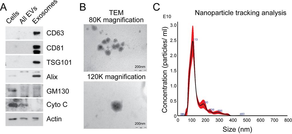 Characterization of exosomes isolated by differential ultracentrifugation. (A) Western blot analysis to assess expression of exosomal markers in MRC5 exosomes. “Cells” refers to total cellular protein, “all EVs” refers to the total vesicular fraction isolated by a single ultracentrifugation of conditioned medium at 100 000 g, and “exosomes” refers to small extracellular vesicles isolated by filtration and serial centrifugation. The exosomal fraction is enriched in tetraspanins (CD63 and CD81), endosomal markers (Alix and TSG101) and does not contain Golgi (GM130) or mitochondrial (cytochrome C) markers. Actin was used as an equal loading control. (B) TEM of MRC5 fibroblast exosomes at 80 000x and 120 000x demonstrating homogenous, cup-shaped vesicles with size in the order of 100 nm. Scale bar represents 200 nm in both panels. (C) Nanoparticle tracking analysis of MRC5 fibroblast exosomes represented as size vs. concentration.