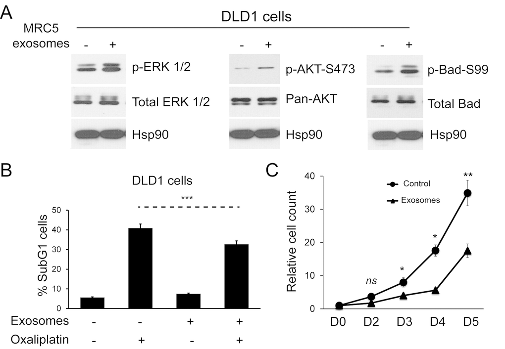 Fibroblast exosomes influence cellular signaling in CRC cells resulting in resistance to chemotherapy and altered proliferation. (A) Western blot demonstrating ERK (left), AKT (middle) and Bad activity (right) in DLD1 cells in the absence and presence of MRC5 exosomes. MRC5 exosomes induced ERK, AKT and Bad (serine 99) phosphorylation but total ERK, AKT and Bad expression was unchanged. HSP90 was used as an equal loading control. (B) Apoptosis of DLD1 cells induced by oxaliplatin in the absence and presence of MRC5 fibroblast exosomes. Fisher’s exact test: *** pC) Proliferation of DLD1 CRC cells in the absence and presence of MRC5 fibroblast exosomes. A significant proliferation defect occurs from day 3 onwards in exosome-exposed CRC cells. Cell counts are relative to day 0, which was given the value 1. Data is presented as mean +/- SEM. Paired t-test: ns – not significant, * ppp