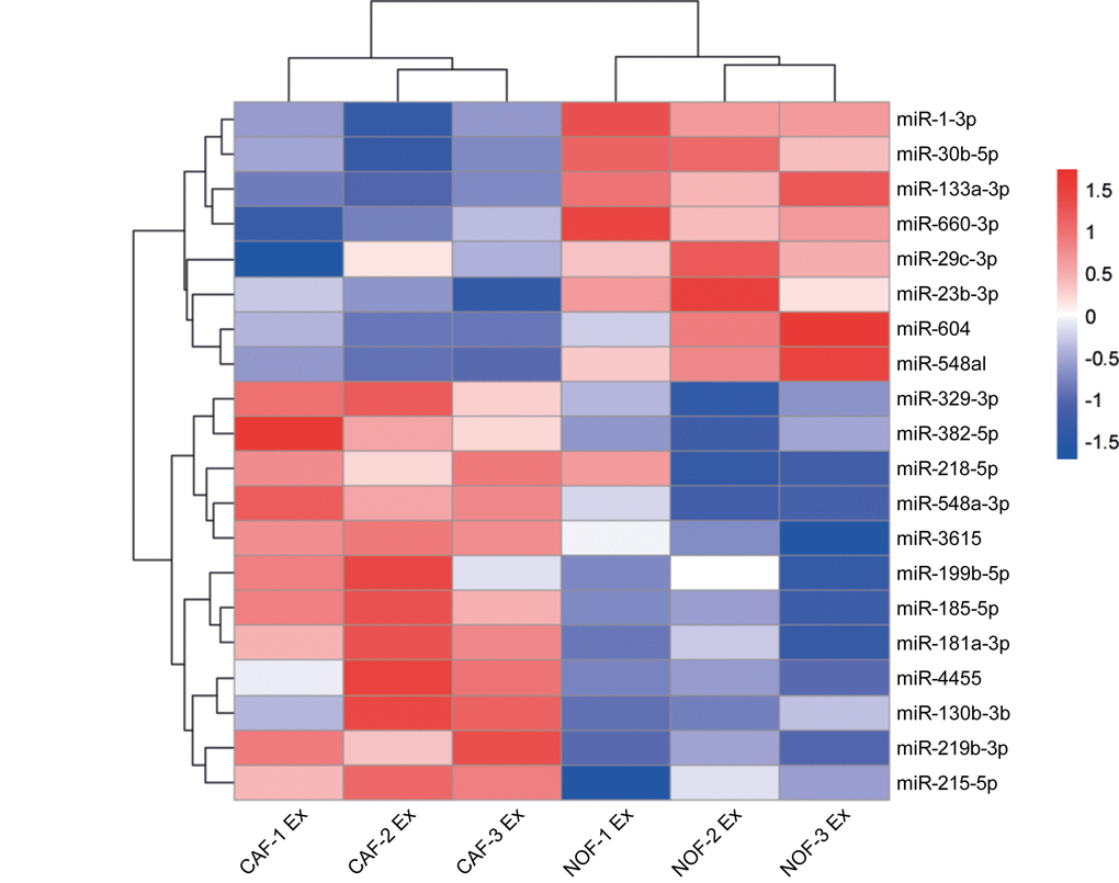 Differential expression of miRNAs in NOF and CAF exosomes. Hierarchical cluster analysis of miRNAs in NOF and CAF exosomes. The top 20 most changing miRNAs are shown. Blue-red color scale corresponds with fold changes between -1.5 and +1.5. NOF Ex, normal fibroblast exosome; CAF Ex, cancer-associated fibroblast exosome.