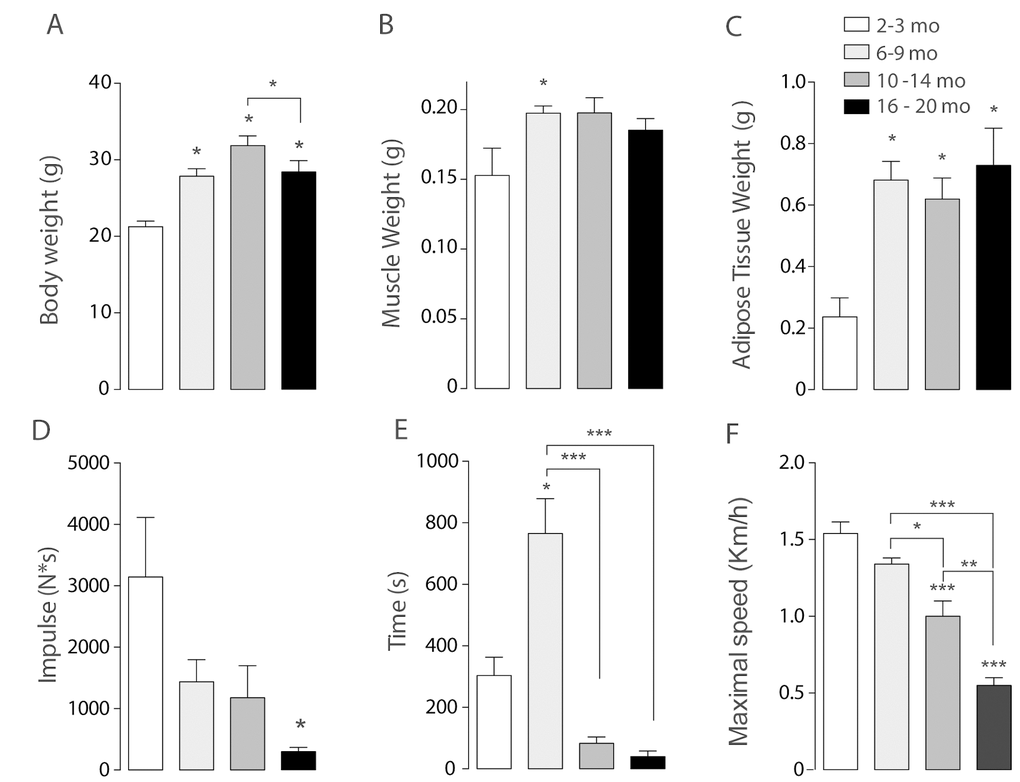 Sarcopenia symptoms begin at early stages of life in mice. Each bar represents mean ± SD of 6-8 mice per group. *pA) Body Weight reached a maximum peak in the 10-14 months old group. (B) Muscle Weight increased significantly in the 6-9 months old group. (C) Epididymal Adipose Tissue Weight increased significantly in the three adult groups when compared with juvenile mice. (D) Resistance was determined by the time mice kept running at an 80% of maximal speed reached by each animal and was significantly decreased in the older groups (E) Impulse (N*s) was determined by Grip assay and is significantly decreased in the Older group (F) Maximal Speed significantly decreased in the older groups.