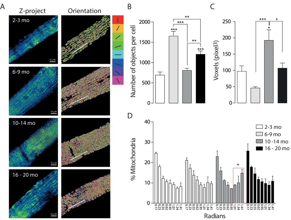 Mitochondrial morphology and orientation are different in the different age groups. Each bar represents the mean ± SD of 4-5 mice. *pA) Representative Confocal images of isolated FDB muscle fibers electroporated with Mito-DsRed for each age group are shown in pseudo-color. Right panel shows the different orientations of mitochondria given in the analysis in different colors (B) Number of mitochondria per cell is significantly increased in the Young (6 - 9 mo) group. (C) Volume of mitochondria is significantly increased in the adult group when compared with young and old. (D) Histogram representing the orientation of mitochondria shows an important shift from longitudinal towards a transverse orientation in the middle age group.
