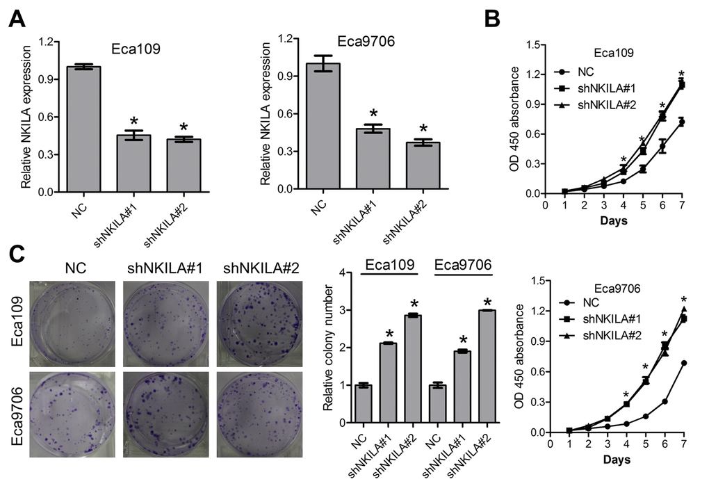 Knockdown of NKILA promotes proliferation of ESCC cells. (A) The knockdown efficiency of short hairpin RNA against NKILA was examined by qPCR in Eca109 and Eca9706 cells. (B) CCK-8 assays of Eca109 and Eca9706 cells after knockdown of NKILA. (C) Colony formation assays of Eca109 and Eca9706 cells after knockdown of NKILA. Left panel was representative images and right panel was statistical quantification. Data in A, B and C represents the mean ± SD of three repeated experiments. *P 