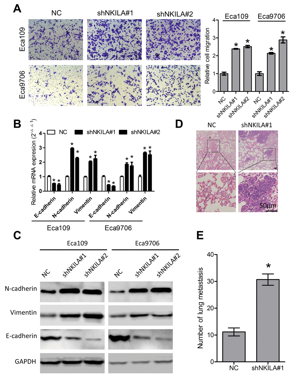 NKILA suppresses ESCC cell migration in vitro and lung metastasis in vivo. (A) Silencing NKILA in Eca109 and Eca9706 cells resulted in elevated cell migration. Left panel was representative images and right panel was statistical quantification. (B) Expression level of E-cadherin, N-cadherin and Vimentin in Eca109 and Eca9706 cells after knockdown of NKILA was detected by qPCR. (C) Expression level of E-cadherin, N-cadherin and Vimentin in Eca109 and Eca9706 cells after knockdown of NKILA was detected by western blot. (D) Representative H&E staining of lung tissue sections. Scale bars: 50μm. (E) The micro-metastasis in the lung was numbered. Data in A and B represents the mean ± SD of three repeated experiments. Data in E represents the mean ± SD of six mice. *P 