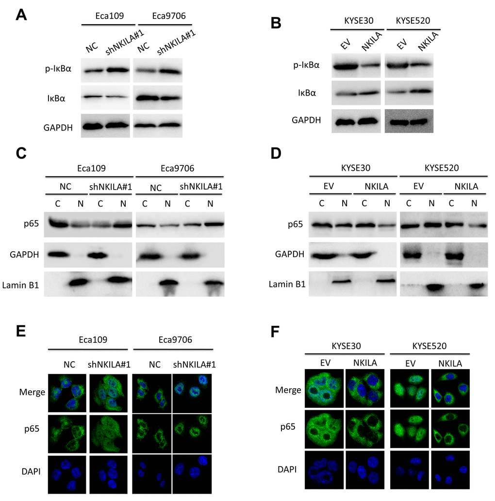 NKILA inhibits activation of NF-κB signaling of ESCC cell. (A) Immunoblotting of p-IκBα and IκBα in Eca109 and Eca9706 cells after knockdown of NKILA. (B) Immunoblotting of p-IκBα and IκBα in KYSE30 and KYSE520 cells after overexpression of NKILA. (C) Immunoblotting of p65 in the cytoplasm and nucleus in Eca109 and Eca9706 cells after knockdown of NKILA. (D) Immunoblotting of p65 in the cytoplasm and nucleus in KYSE30 and KYSE520 cells after overexpression of NKILA. (E, F) Immunofluorescence of p65 in ESCC cells after manipulation of NKILA expression. The nucleus was counterstained with DAPI.