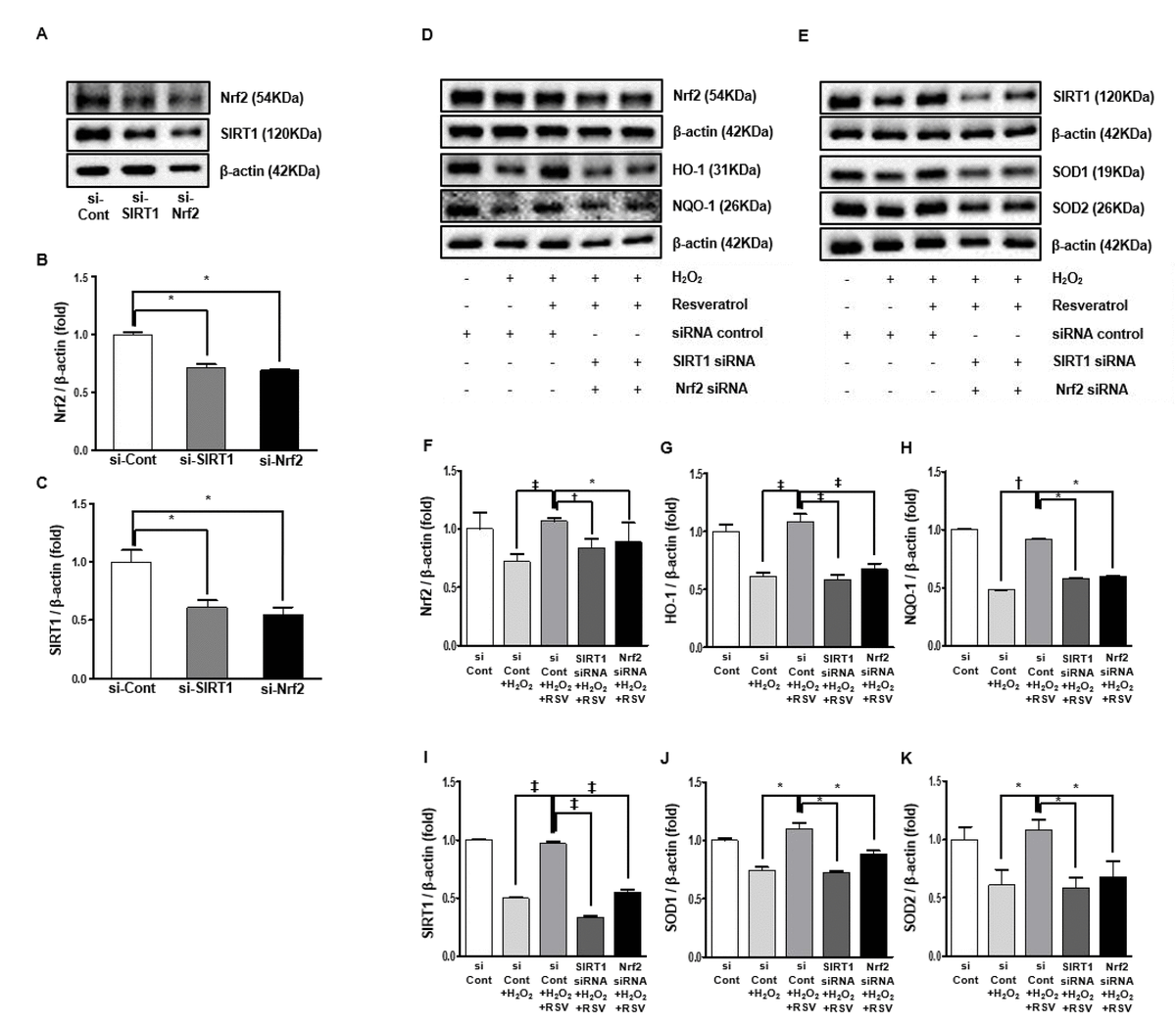 Resveratrol, an Nrf2 activator, ameliorates agingrelated progressive renal injury Figure f11
