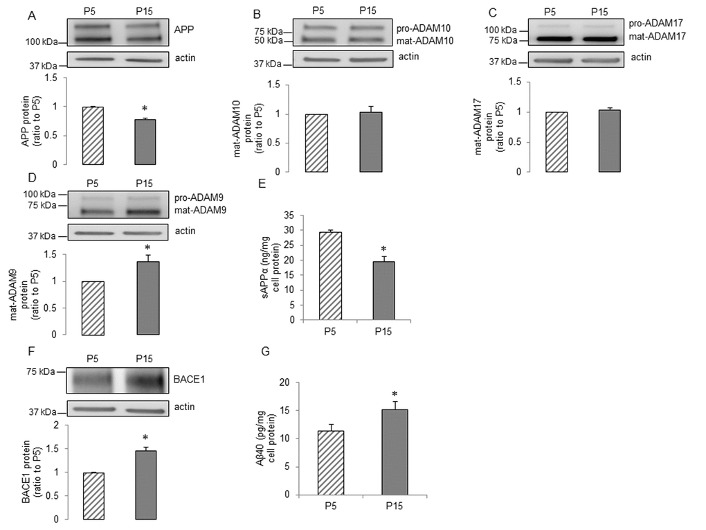 The influence of senescence on expression and processing of APP in human BMECs. Human BMECs were passaged 5 and 15 times. Cell lysates were subjected to Western blot. Protein levels of (A) APP, (B) ADAM10, (C) ADAM17, (D) ADAM9 and (F) BACE1 were measured, n=6-9. Cells were incubated in 1.5ml EGM2 for 24h. Conditioned media were collected for measuring sAPPα (E, n=13) and Aβ40 (G, n=15) via commercially available ELISA kits respectively. Data are presented as mean±SEM, *P