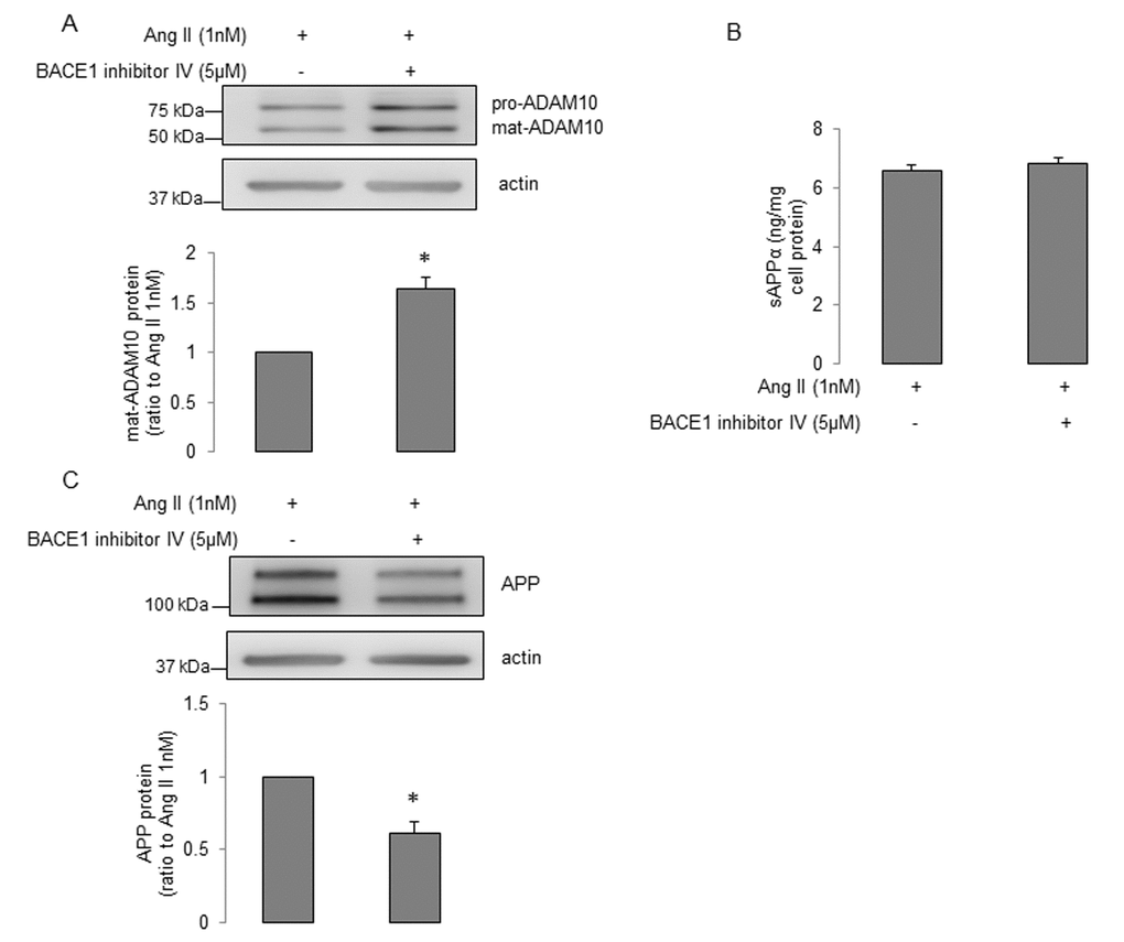 The effects of BACE1 inhibitor IV on α-processing of APP in senescent human BMECs treated with Ang II. Senescent BMECs were treated with Ang II (1nM) alone or Ang II (1nM) plus BACE1 inhibitor IV (5μM) for 24h. Protein samples were subject to Western blot. Protein levels of (A) ADAM10 and (C) APP were detected, n=6-7. (B) Conditioned media (5ml) were collected for measuring sAPPα via the ELISA kit, n=8. Data are presented as mean±SEM, *P