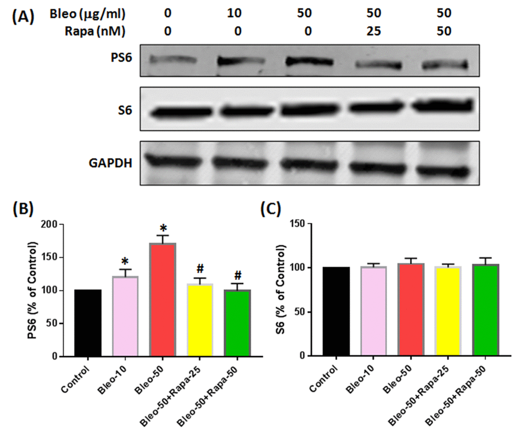 Protein expression of S6 and PS6 in rabbit AFSCs cultured in growth medium with five different conditions for 6 days and tested by western blot. (A) Protein levels for S6, PS6 and GAPDH; (B) semi-quantification of PS6; (C) semi-quantification of S6. To ensure that equal amount of total protein was loaded, GAPDH (glyceraldehyde-3-phosphate dehydrogenase) was used as a loading control for protein normalization. The results indicated that bleomycin did not cause the significant changes in S6 protein levels in AF cells (A, C), however, bleomycin increased PS6 protein expression in AF cells with a concentration-dependent manner (A, B). Adding rapamycin in bleomycin treated AF cells decreased PS6 levels in AF cells (A, B), but not S6 protein levels (A, C). *p#P