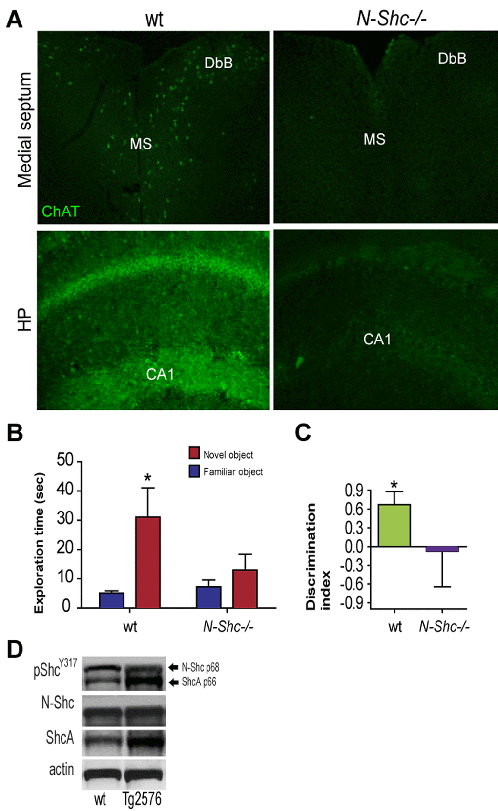 (A) ChAT fluorescent immunolabeling (Millipore, goat, 1:1000; anti-goat Alexa488 antibody) in the MS, DbB and CA1 of 10 months old male N-Shc -/- and age-matched male wt mice. (B-C) Adult (6 months old) male N-Shc -/- and age-matched male wt mice were subjected to vORT to test their cognition, by (B) the time exploring the two objects and (C) the Discrimination Index (DI; Normal cognition: DI>0.5). Data are expressed as means ±SEM. A *p D) Western Blottings of septum extracts from 6 months old Tg2576 male mice were performed with specific antibodies against pShcY317 (CST, 2431S, rabbit; 1:800), N-Shc (BD Transduction Lab, 610878, mouse; 1:1000), ShcA (mouse, 1:1000) followed by the respective secondary (anti-mouse or anti-rabbit) HRP-conjugated antibodies. Actin was used as loading control.