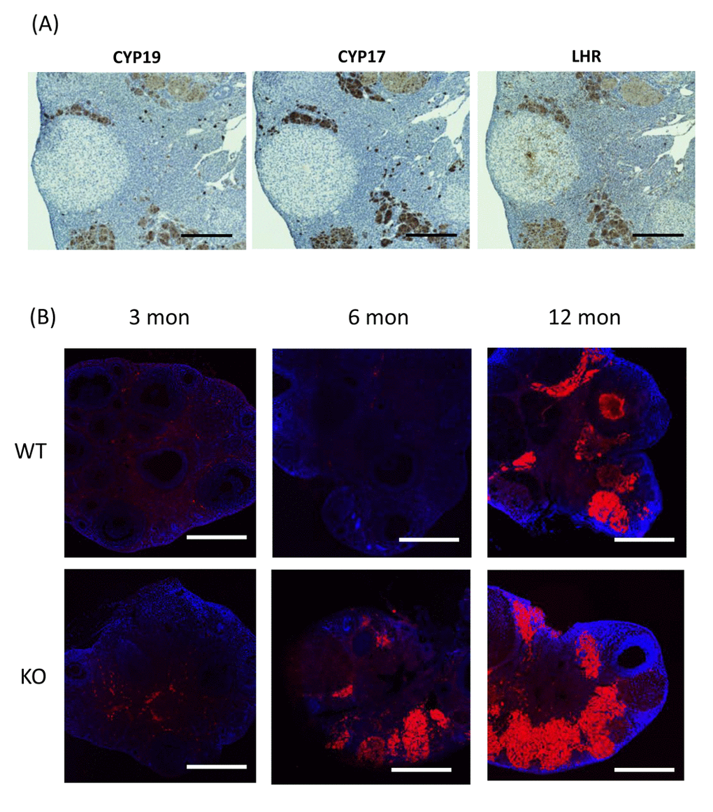 The morphological changes in the ovary with increasing age. (A) The localization of the heterogeneous, CYP19-positive, CYP17-positive, and LHR-positive cells in ovaries of 6-month-old gcNrg1KO mice. Scale bars correspond to 300 µm (×100). (B) The images stained using rhodamine phalloidin, that is a marker of F-actin, and DAPI with constant settings that were established for the 12-month old gcNrg1KO. Scale bars in image are 300 µm.
