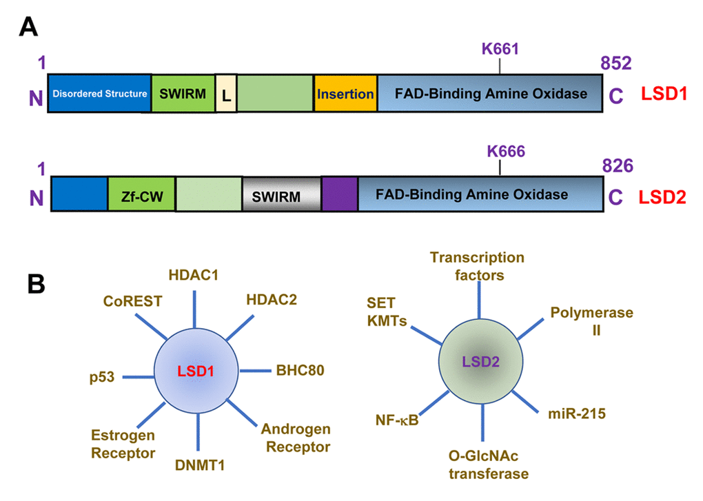 Structure and function of LSD1 and LSD2. (A) Structure and domain organization of LSD1 and LSD2 proteins. Lysine 661 (K661) and lysine 666 (K666) are FAD binding sites for LSD1 and LSD2. Zf-CW, zinc finger CW domain. SWIRM, Swi3p, Rsc8p and Moira domain. (B) Factors that interact with LSD1 or LSD2.