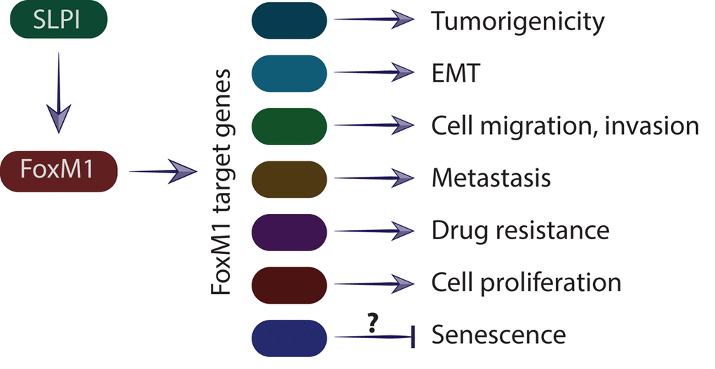 Schematic representation of SLPI effect on the regulation of the FoxM1 target genes and subsequent metastasis. SLPI activates transcriptional factor FoxM1, which stimulates expression of target genes involved in cell division, cell migration, premetastatic niche formation, epithelial–mesenchymal transition, senescence and metastasis.