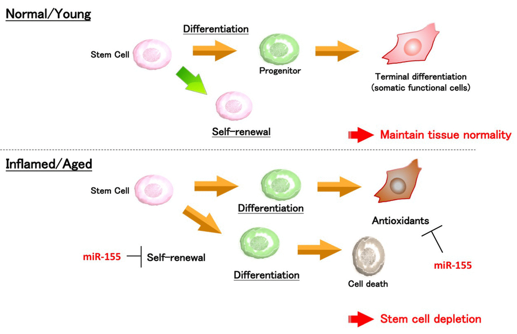 Schematic representation of the miR-155-mediated stem cell deterioration.In the inflammatory condition, upregulated miR-155 activates stem cell differentiation, but expression of antioxidant-related genes is suppressed by miR-155. Thus, it is thought that excessive inflammation and miR-155 expression could be a risk for stem cell depletion and disturbance of tissue integrity.