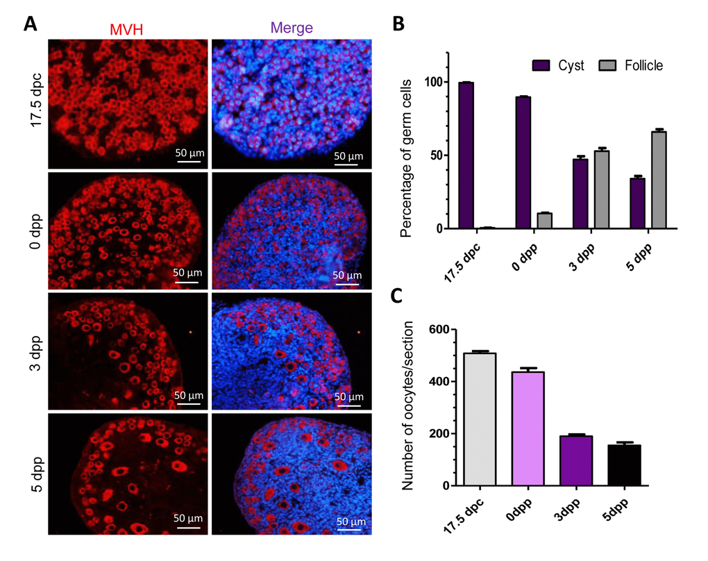 Percentage and number of germ cells in different stages of mouse ovaries. (A) Identification of germ cells with MVH in tissue sections of ovaries at 17.5 dpc, 0 dpp, 3 dpp and 5 dpp. (B) Percent of germ cells in cysts or in follicles at 17.5 dpc, 0 dpp, 3 dpp and 5 dpp; (C) Average of germ cell number per section in mouse ovaries at 17.5 dpc, 0 dpp, 3 dpp and 5 dpp.