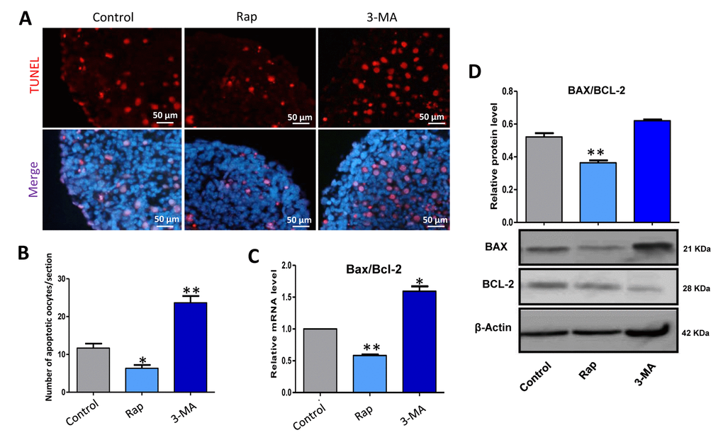 Rapamycin-promoted autophagy decreased the level of apoptosis. (A) TUNEL histochemistry (red) in tissue sections of ovaries from control, rapamycin and 3-MA treated ovaries for 3 days. (B) Autophagy decreased the number of TUNEL positive cells. (C) Quantitative RT-PCR for Bax/Bcl-2 mRNA levels in control, rapamycin and 3-MA treated ovaries for 3 days. (D) WB analysis of BAX/BCL-2 in control, rapamycin and 3-MA treated ovaries for 3 days. The results are presented as mean ± SD. *P 