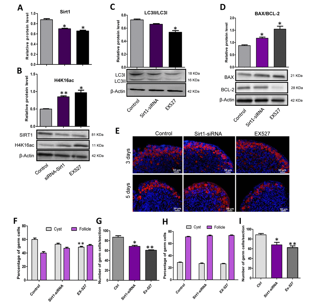 Sirt1 inhibition depressed autophagy and caused an over loss of germ cells. (A) Level of SIRT1 protein in control, EX527 and Sirt1 RNAi treatment for 2 days ovaries. (B) Level of H4K16ac protein in control, EX527 and Sirt1 RNAi treatment for 2 days ovaries. (C) WB analysis of LC3II/LC3I in control, EX527 and Sirt1 RNAi treated ovaries (6 h). (D) WB analysis of BAX/BCL-2 in control, EX527 and Sirt1 RNAi treated ovaries for 3 days. (E) IF staining for MVH (red) of control, EX527 and Sirt1 RNAi treated mouse ovaries for 3 days and 5 days. (F) Percentage of germ cells in cysts and follicles in the three groups after 3 days treatment. (G) Average number of survived oocytes in the three groups after 3 days treatment. (H) Percentage of germ cells in cysts and follicles in the three groups after 5 days treatment. (I) Average number of survived oocytes in the three groups after 5 days treatment. The results are presented as mean ± SD. * P 