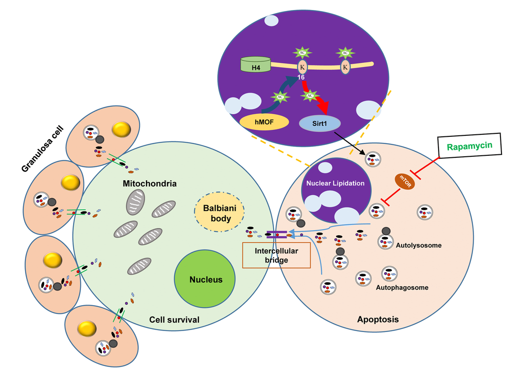 Scheme illustrating the role of autophagy in protecting oocytes over loss during germ cell cyst breakdown and primordial follicle formation.