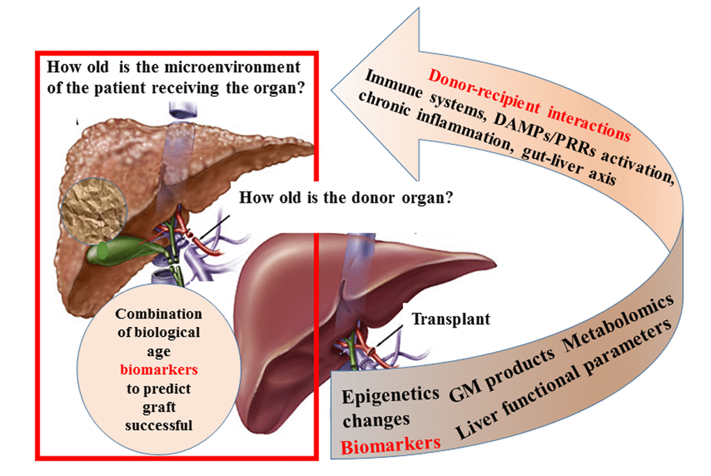 Biological age of transplanted livers Figure f1 Aging