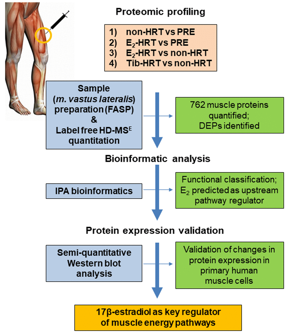 Outline of proteomics investigations in the female muscle. Non-HRT: postmenopausal non-hormone users, PRE: premenopausal women, E2-based HRT: postmenopausal E2-HRT users, Tib-HRT- postmenopausal: Tibolon-based HRT users, FASP: filter assisted sample preparation, IPA: Ingenuity Pathway Analysis, DEPs: differentially expressed proteins.