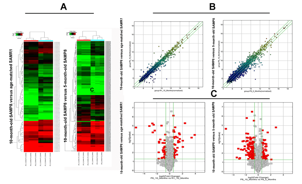 The hierarchical cluster, scatter plot and volcano plot of differential expression of circRNAs in 10-month-old SAMP8 versus age-matched SAMR1 and 10-month-old SAMP8 versus 5-month-old SAMP8. (A) Hierarchical cluster of differentially expressed circRNAs. “green” indicates low intensity, “black” indicates medium intensity and “red” indicates strong intensity. (B) Scatter plot of circRNA signal values. The values of X and Y axes represents the normalized signal values of the samples (log2 scaled) and the averaged normalized signal values of samples (log2 scaled) respectively. The green lines are fold change lines. The CircRNAs above the top green line and below the bottom green line demonstrates more than 1.5-fold change of circRNAs between the two compared samples. (C) Volcano plot of differential expression of circRNAs. The vertical lines correspond to 1.5-fold up and down, respectively. The horizontal line represents a P-value of 0.05, and the red point in the plot represents the differentially expressed circRNAs with statistical significance.