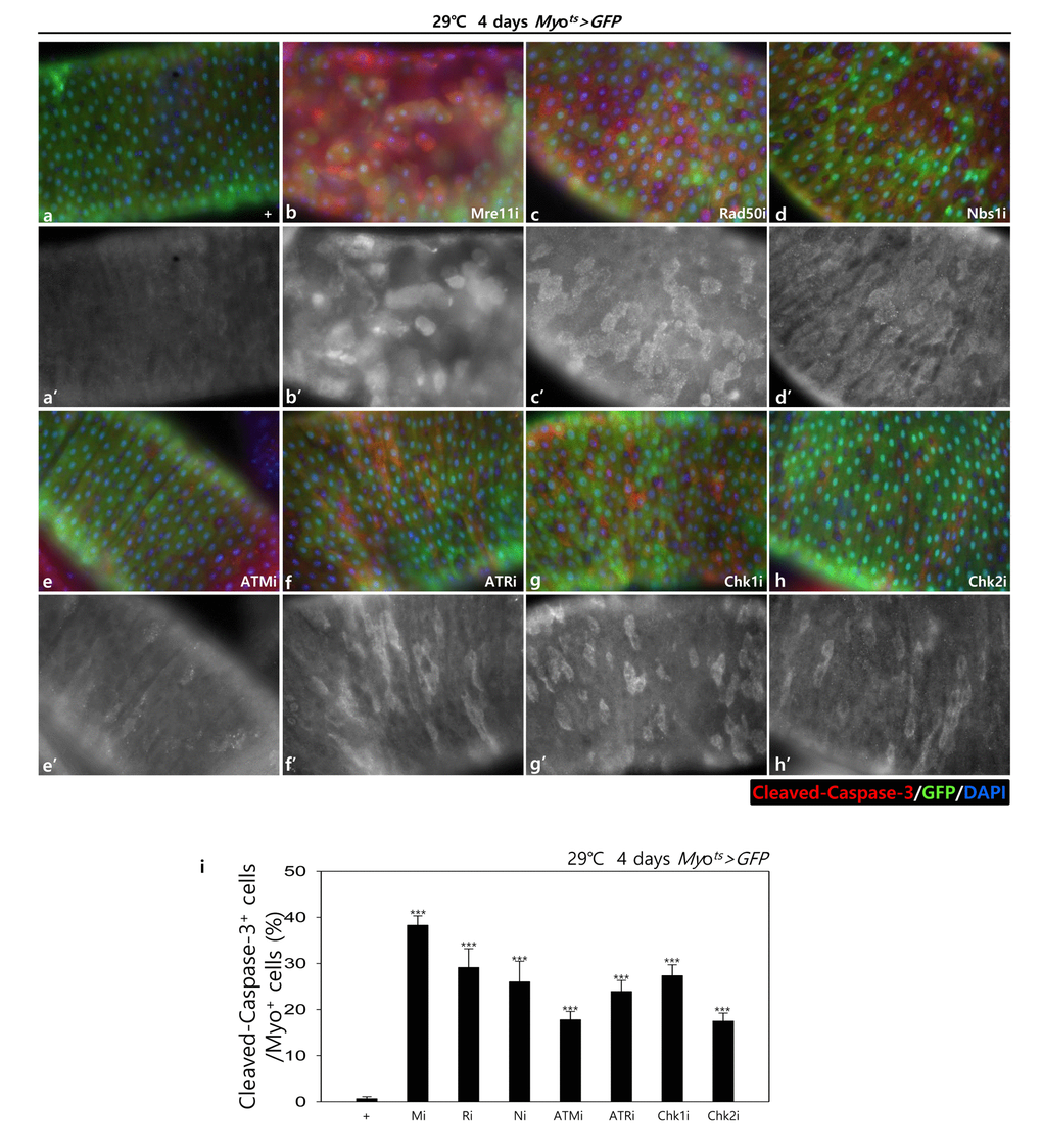 EC-specific knockdown of DDR cause EC cell death. EC-specific knockdown of Mre11, Rad50, Nbs1, ATM, ATR, Chk1, or Chk2 induce Cleaved caspase-3 in EC. Flies carrying Myots>GFP (a-a’), Myots>GFP+Mre11i (b-b’), Myots>GFP+Rad50i (c-c’), Myots>GFP+Nbs1i (d-d’), Myots>GFP+ATMi (e-e’), Myots>GFP+ATRi (f-f’), Myots>GFP+Chk1i (g-g’), or Myots>GFP+Chk2i (h-h’) genotypes were cultured at 29 °C for 4 days. a-h panels depict the merged images and a’-h’ panels denote the gray scale versions for the images corresponding to Cleaved caspase-3 signals. Original magnification is 400×. (i) A graph showing the ratio of Cleaved caspase-3+ cells in Myo-GFP+ cells. The data (mean ± SE) from 5 guts, respectively. ***p 