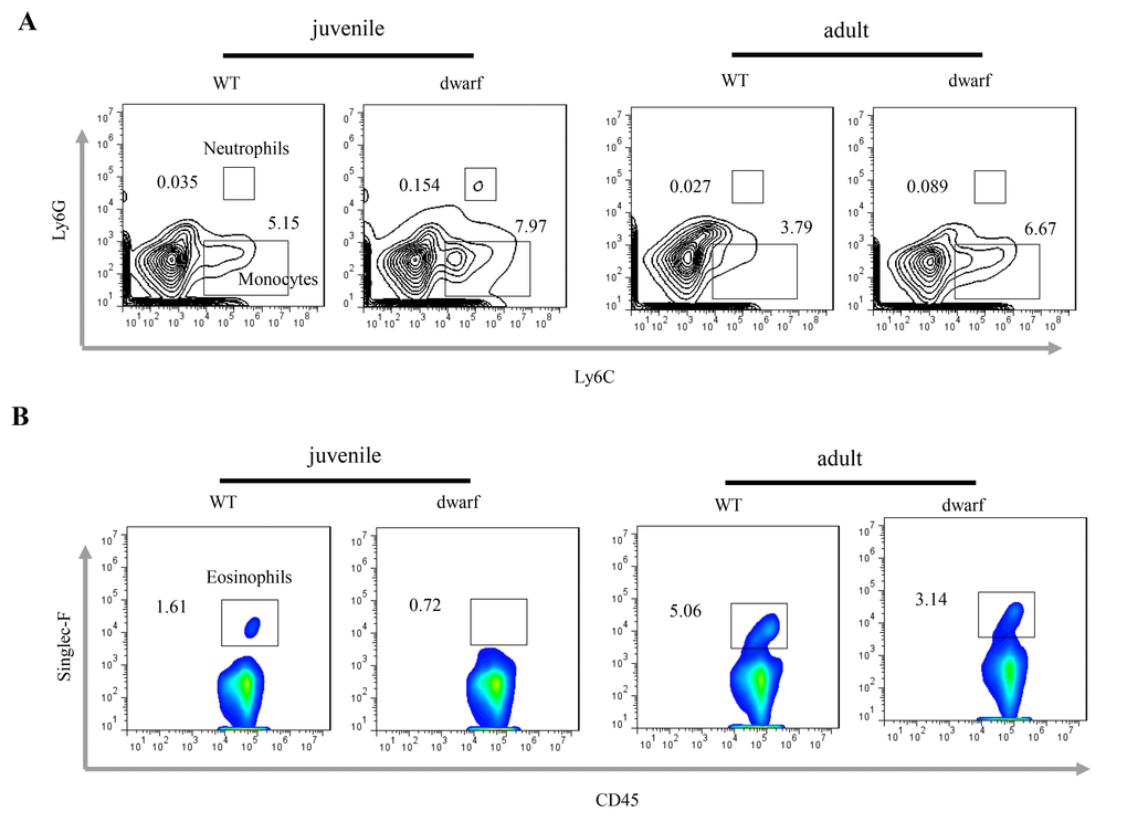 Inflammatory cells in the cLP of dwarf mice. (A) Neutrophils and monocytes in juvenile and adult mice. (B) Eosinophils in juvenile and adult mice. Data (percentage) in images indicate the results from a pool of cLP cells from 5 mice.