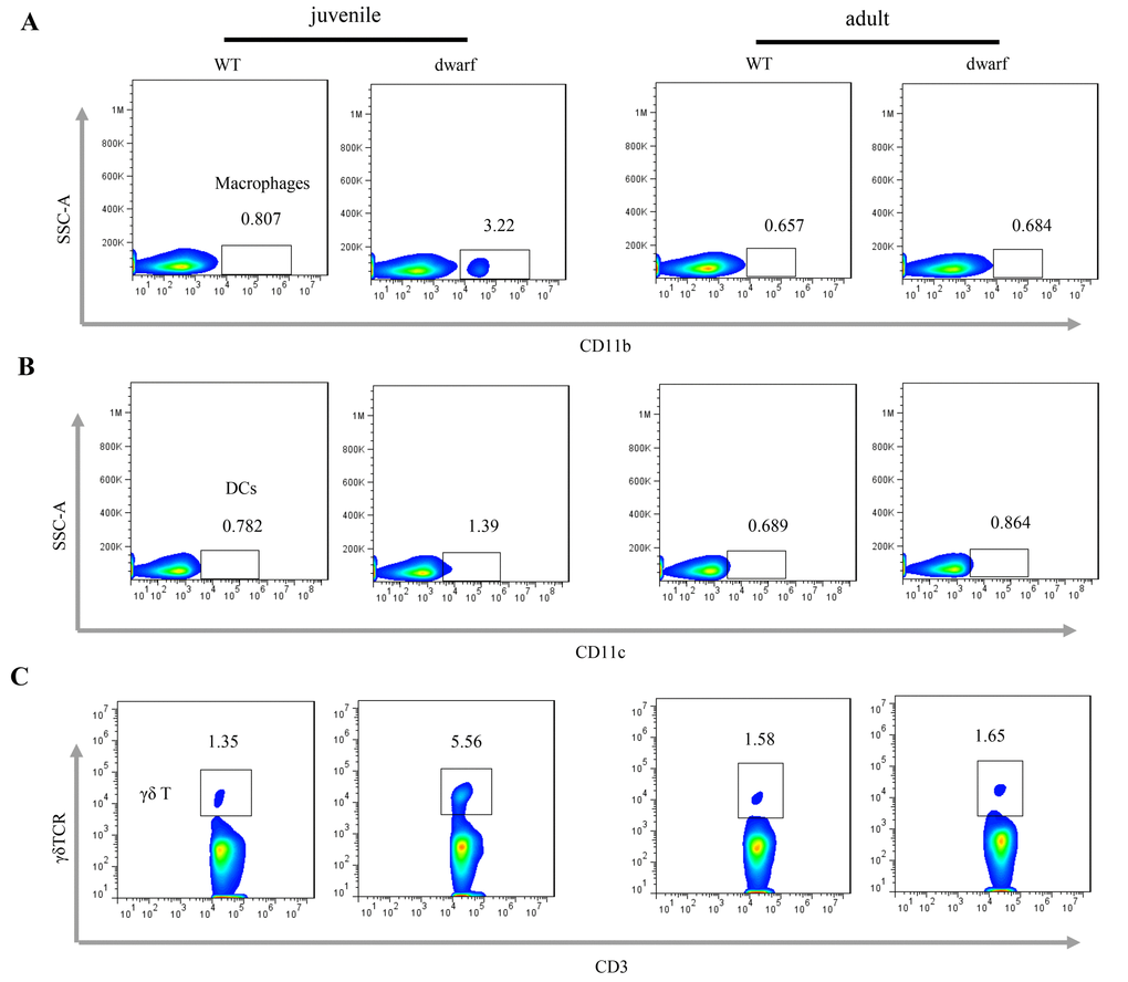 Antigen presenting cells in the cLP of dwarf mice. (A) CD11b+ macrophage, (B) CD11c+ dendritic cells and (C) γδ T cells in the cLP of juvenile and adult mice. Data (percentage) in images indicate the results from a pool of cLP cells from 5 mice.