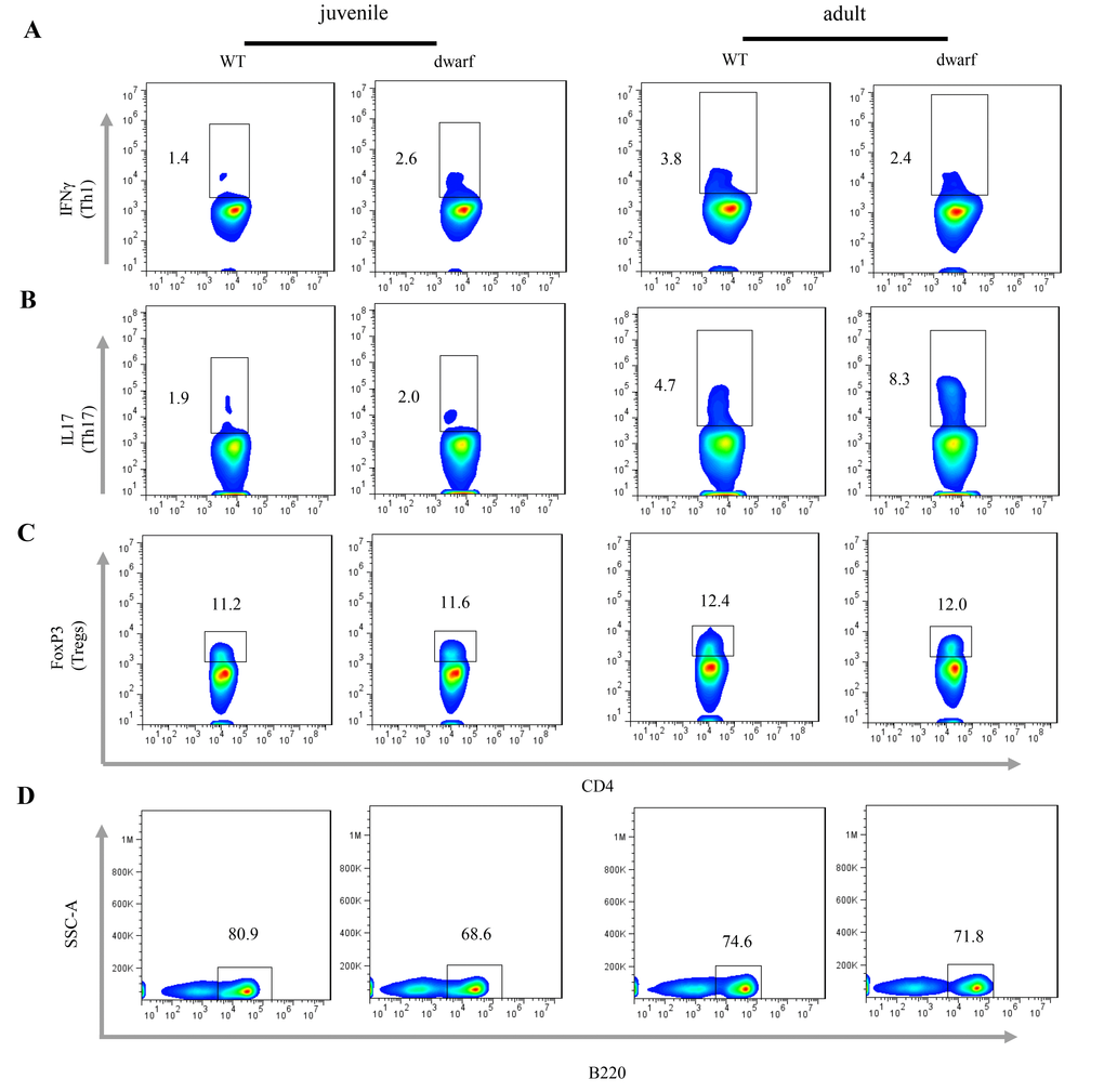 Adaptive immune cells in the cLP of dwarf mice. (A) Th1 cells, (B) Th17 cells, (C) Treg cells and D) B cells in the cLP of juvenile and adult mice. Data (percentage) in images indicate the results from a pool of cLP cells from 5 mice.