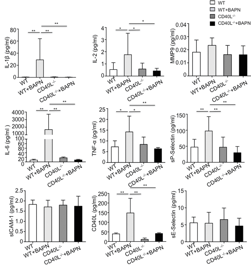 Circulating pro-inflammatory chemokines were elevated in plasma of WT+BAPN mice. E-selectin, ICAM-1, P-selectin, IL-1β, IL-2, IL-6, TNF-α and MMP-9 were examined. IL-1β, IL-2, IL-6 and TNF-α and P-selectin were significantly higher in WT+BAPN mice. Values are mean ±SEM. *P