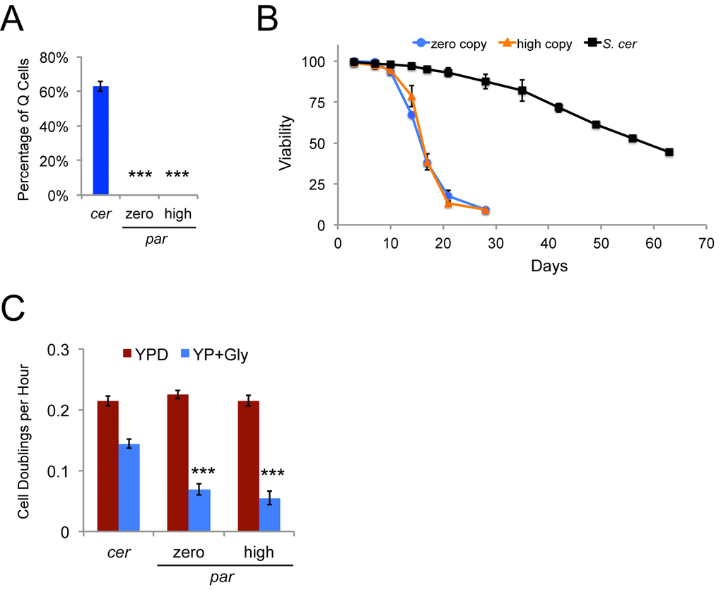 A Ty1-less S. paradoxus strain background does not yield a Q cell fraction and has a short chronological lifespan. (A) Proportion of Q cells from stationary phase cultures following density gradient fractionation of the S. cerevisiae (cer) and S. paradoxus (par) zero and high Ty1 copy strains. Data are from three trials. (B) Chronological lifespan at 20˚C determined by measuring cell viability through trypan blue dye exclusion for three trials with a wild type S. cerevisiae strain (S. cer) and the zero and high Ty1 copy S. paradoxus strains. (C) Growth rates (cell doublings per hour) for three trials of a wild type S. cerevisiae strain (cer) and four trials of the zero and high Ty1 copy S. paradoxus strains (par) grown in rich medium with glucose (YPD) or glycerol (YP + Gly) as a carbon source. All data are mean values with standard deviation. Triple asterisks indicate p