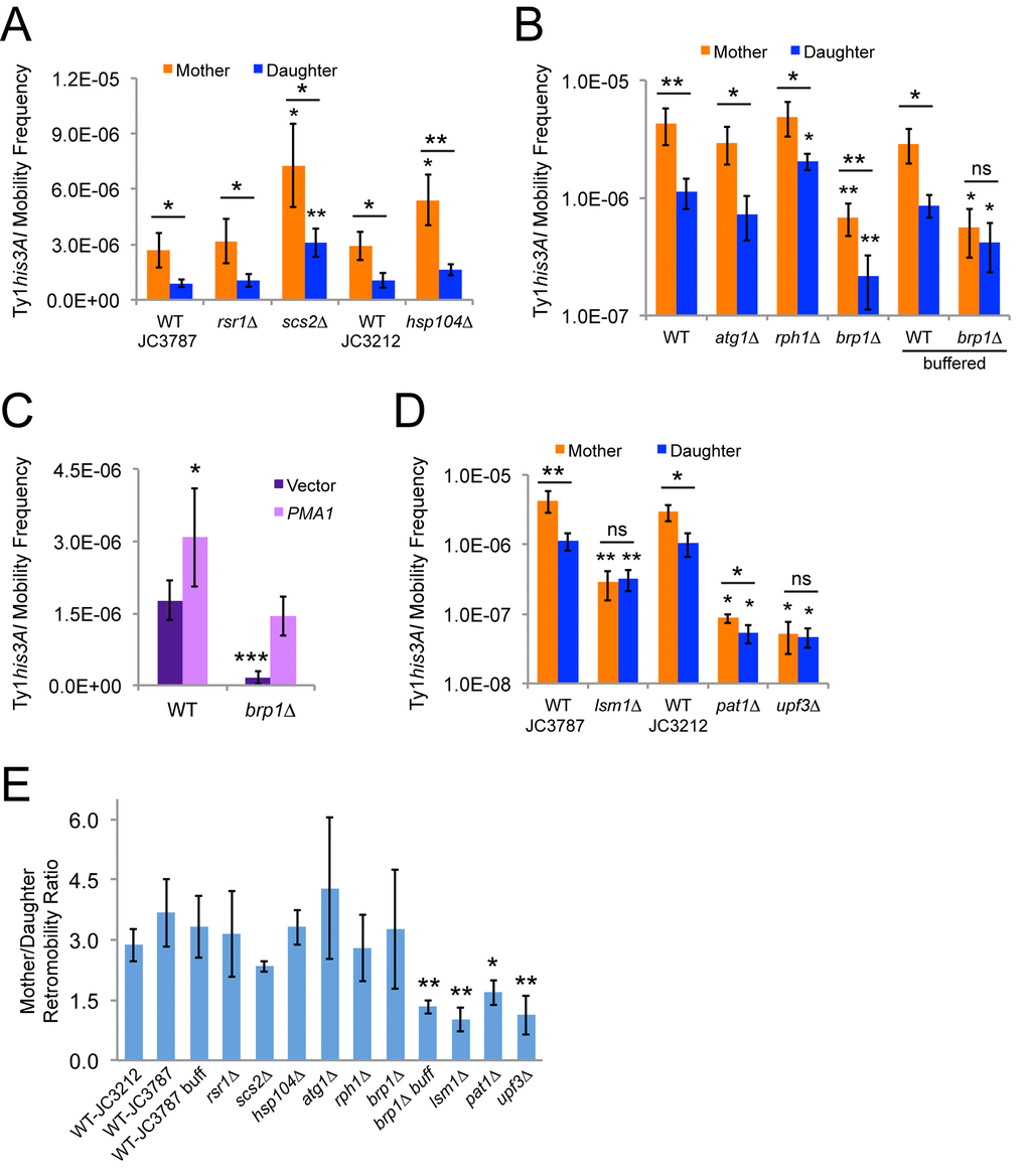 Mother-daughter asymmetry in Ty1 retromobility depends on pH homeostasis and mRNA decay factors. (A-B) His+ frequencies for mother and daughter cells of the indicated genotypes separated by magnetic cell sorting after growth in standard YPD medium or in YPD buffered to pH 7.1 with 20 mM sodium phosphate (buffered). Mutants are shown to the right of their corresponding wild type strain (JC3787 or JC3212 in panel A, JC3787 in panel B). Results from three to six trials per genotype are shown. (C) His+ frequencies for cells of the indicated genotypes grown to mid-exponential phase with a low copy vector or a low copy vector with a copy of PMA1 under the control of its native promoter. (D) Same as for panels A and B. JC3787 and JC3212 wild type data are the same as for panels B and A, respectively. (E) Ratios of Ty1 retromobility frequencies in mothers divided by the frequencies in daughters for all the strains and conditions from panels A, B, and D. All graphs show mean values and standard deviations. Single, double, or triple asterisks indicate p0.05. Asterisks over individual columns indicate differences compared to the relevant control or wild type value. Horizontal bars indicate comparisons between mother and daughter cells for a given genotype or condition. Note that the y-axis in panels B and D is a log scale to show significant variation in frequencies.