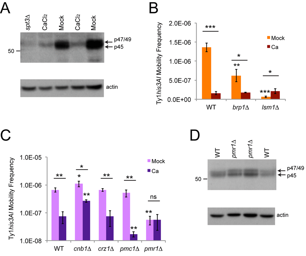 Calcium treatment reduces Gag levels and masks or suppresses the effects of brp1∆ or lsm1∆ mutations. (A) Western blot of protein extracts from cells grown to exponential phase in YPD with or without 100 mM calcium chloride probed with an affinity-purified polyclonal Gag antibody (upper panel). Arrows indicate the migration of the different forms of Gag, and the number on the left indicates the migration of a protein size standard in kilodaltons (kD). Note that the blot was moderately overexposed to better show the weak signal for calcium-treated cells. The lower panel shows the same blot stripped and reprobed with a beta-actin antibody as a loading control. The extract from an spt3∆ mutant was used as a control for low expression. (B) His+ frequencies for mid-exponential phase cells of the indicated genotypes grown in YPD medium without (Mock) or with 100 mM calcium chloride (Ca). Data are for three trials. Horizontal bars indicate comparisons between treated and untreated cells. (C) Same as for panel B for three trials with a different set of mutant strains. Note that a log scale is used for the y-axis because of the large differences in frequencies. (D) Western blot for Gag in wild type (WT) and pmr1∆ mutant strains, as described for panel A. All data in graphs are mean values with standard deviation. Asterisks over individual columns indicate comparisons to wild type treated or untreated cells. Asterisks indicate significant differences as for Fig. 2.