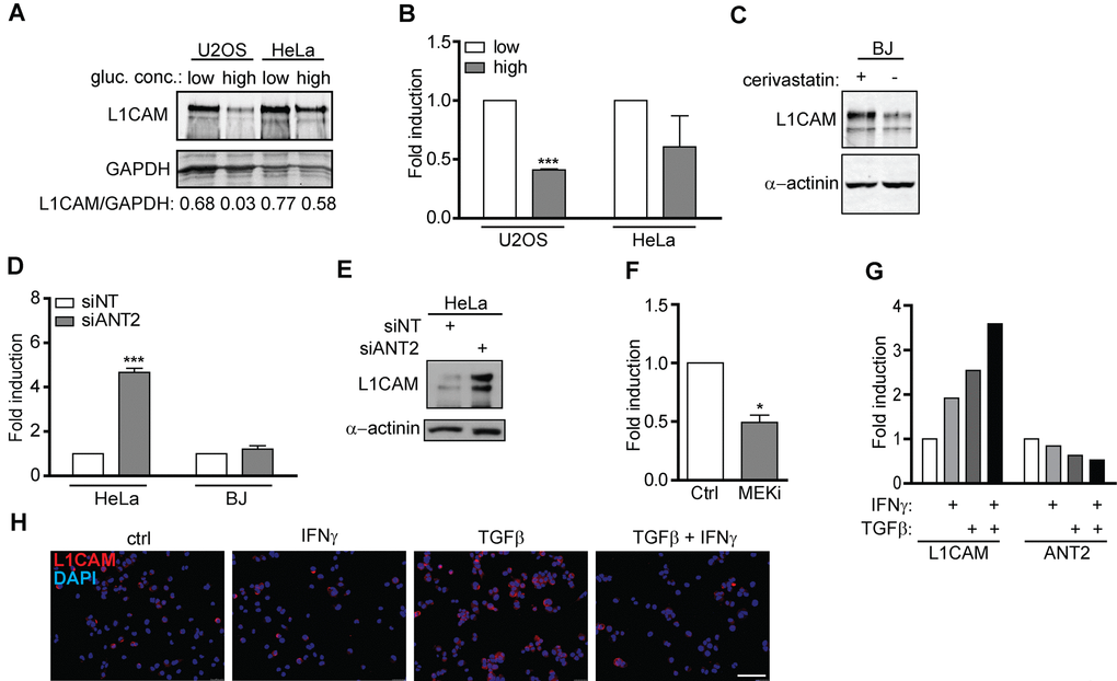 L1CAM expression is linked to metabolic changes. The effect of high (4.5 g/L) and low (1.0 g/L) glucose concentration in cultivation medium on total L1CAM protein (A) and L1CAM mRNA levels (B) in U2OS and HeLa cells detected by Western blotting and real time RT-PCR, respectively. (C) The effect of inhibition of the mevalonate pathway by cerivastatin on the L1CAM total protein level in BJ fibroblasts. L1CAM mRNA in HeLa and BJ cells (D) and total L1CAM protein in Hela cells (E) after downregulation of ANT2 using RNA interference. (F) ANT2 mRNA level after inhibition of MEK by selumetinib (10 μM; MEKi) in A375 cells. L1CAM and ANT2 transcripts (G) and L1CAM surface expression (H) in A375 cells exposed to 500 U/ml IFNγ, 10 ng/ml TGFβ, or their combination for 4 days. For real time RT-qPCR experiments, GAPDH was used as the reference gene. For immunoblotting, GAPDH or α-actinin were used as loading controls. p ˂ 0.05 (*); p ˂ 0.01 (**); p ˂ 0.001 (***), two-tailed Student’s t-test. Scale bar, 100 μm. All experiments were performed in three independent replicates.