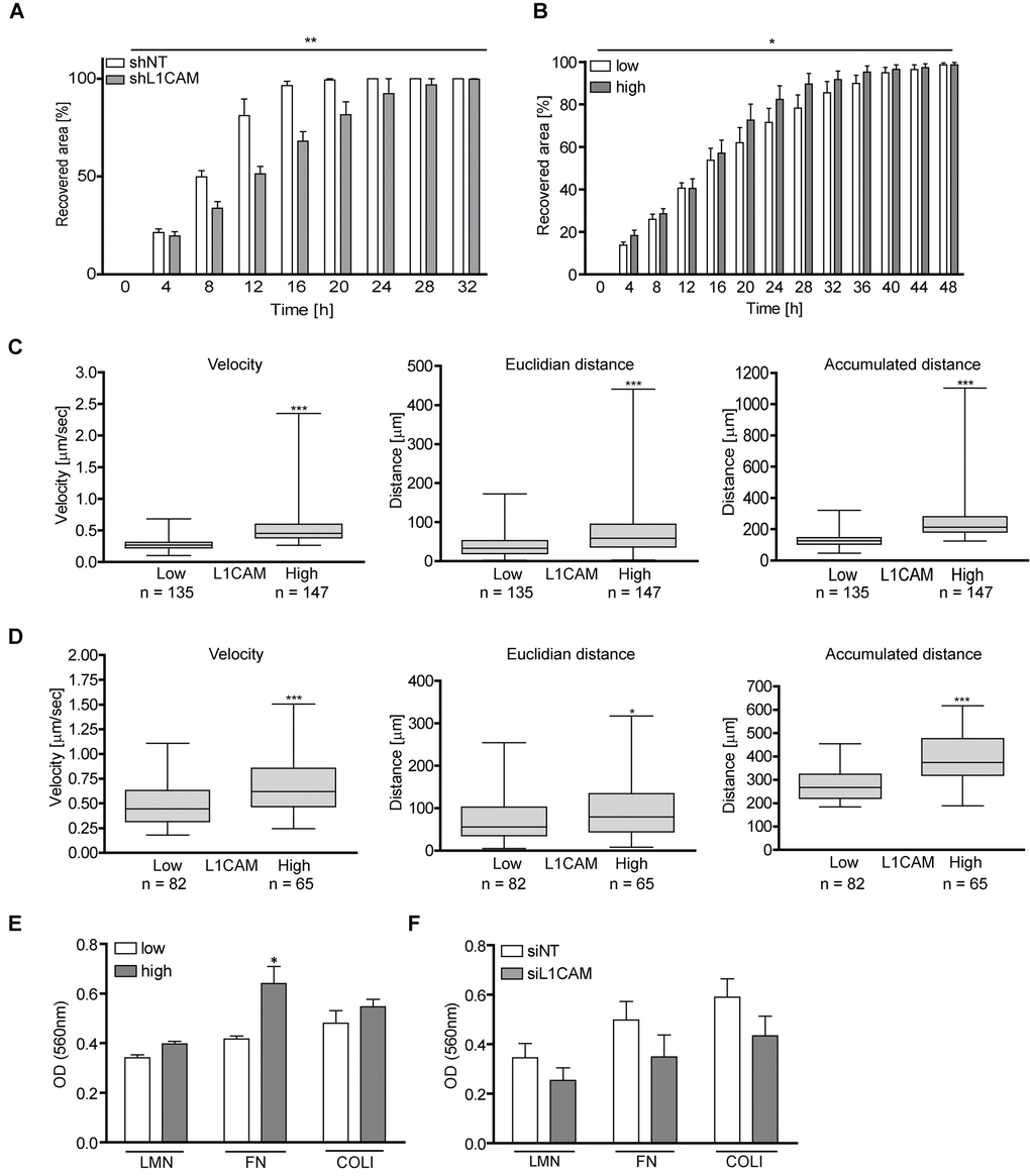 L1CAM levels correlate with enhanced cell migration and adhesion both in proliferating and senescent cells. (A) Wound healing assay of proliferating BJ after RNA interference-mediated knockdown of L1CAM and (B) replicatively senescent BJ fibroblasts sorted according to cell surface expression of L1CAM. (C) 3D migration assay of replicatively senescent BJ sorted according to L1CAM cell surface expression presented as velocity (left chart), Euclidian distance (middle chart) and accumulated distance (right chart). (D) 3D migration assay of unsorted replicatively senescent BJ. Left chart – velocity; middle chart – Euclidian distance; and right chart – accumulated distance. (E) Adhesion assay of replicatively senescent BJ fibroblasts sorted according to cell surface L1CAM expression and (F) after L1CAM knockdown. All experiments were performed in three independent replicates. p ˂ 0.05 (*); p ˂ 0.01 (**); p ˂ 0.001 (***), two-tailed Student’s t-test.