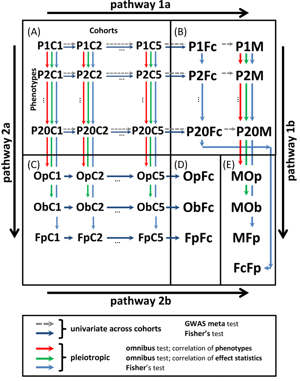 Scheme of univariate and pleiotropic meta-analyses in stage 2. (A) Statistics from stage 1 univariate GWAS of 20 phenotypes in five cohorts denoted PiCj, i∈1,20- and j∈1,5-. (B) Univariate statistics from the meta-analysis across cohorts using the fixed-effects meta-test (PiM) and Fisher test (PiFc). (C) Statistics from the pleiotropic meta-analysis across phenotypes in cohort j for: (i) omnibus tests with correlation matrix for phenotypes ΣjP (OpCj) and effect statistics ΣjB (ObCj) and (ii) Fisher test (FpCj). (D) Meta-statistics from Fisher test across cohorts for the results in (C) (OpFc, ObFc, and FpFc). (E) Meta-statistics across phenotypes for the results in (B) from (i) meta-test across cohorts and omnibus test across phenotypes with correlation matrix for phenotypes ΣmP (MOp), (ii) meta-test across cohorts and omnibus test across phenotypes with correlation matrix for effect statistics ΣmB (MOb), (iii) meta-test across cohorts and Fisher test across phenotypes (MFp), and (iv) Fisher test across cohorts and Fisher test across phenotypes (FcFp). Pathway 1: meta-analysis combining statistics across cohorts (pathway 1a) and pleiotropic meta-analysis across phenotypes (pathway 1b). Pathway 2: meta-analysis combining statistics across phenotypes (pathway 2a) and cohorts (pathway 2b).